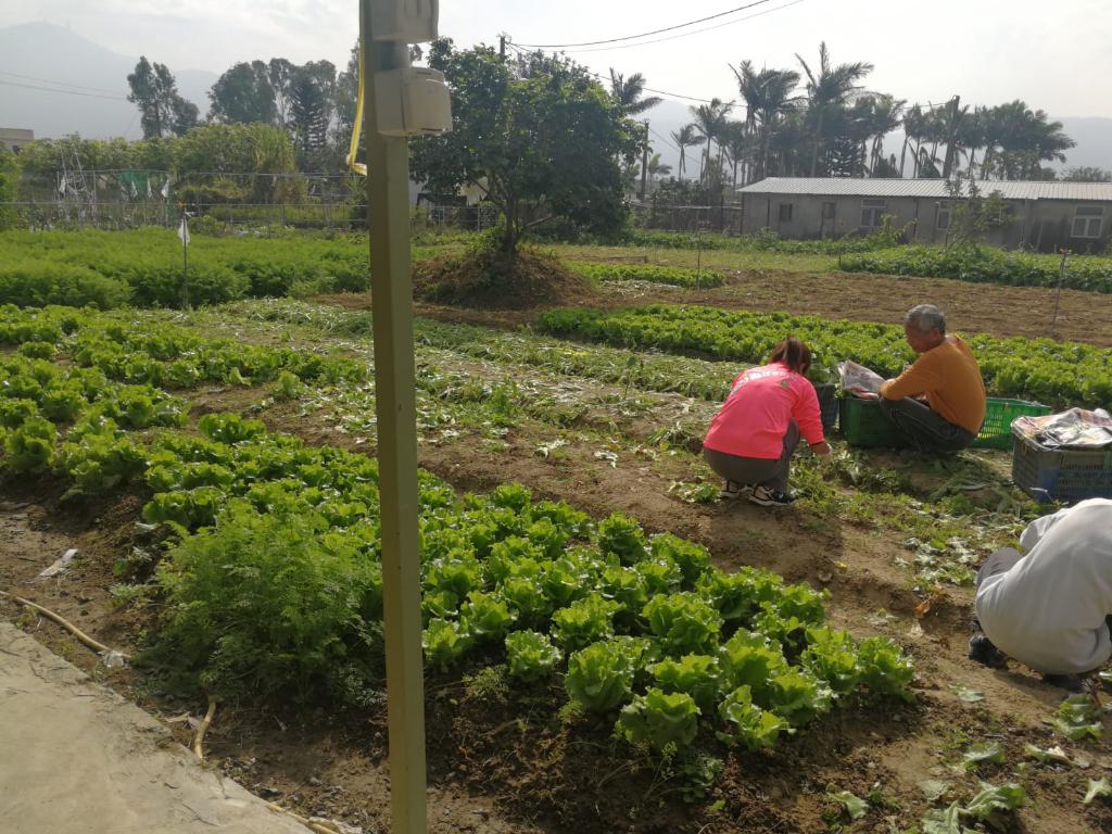 綠色生活 - 農地體驗 2018年12月