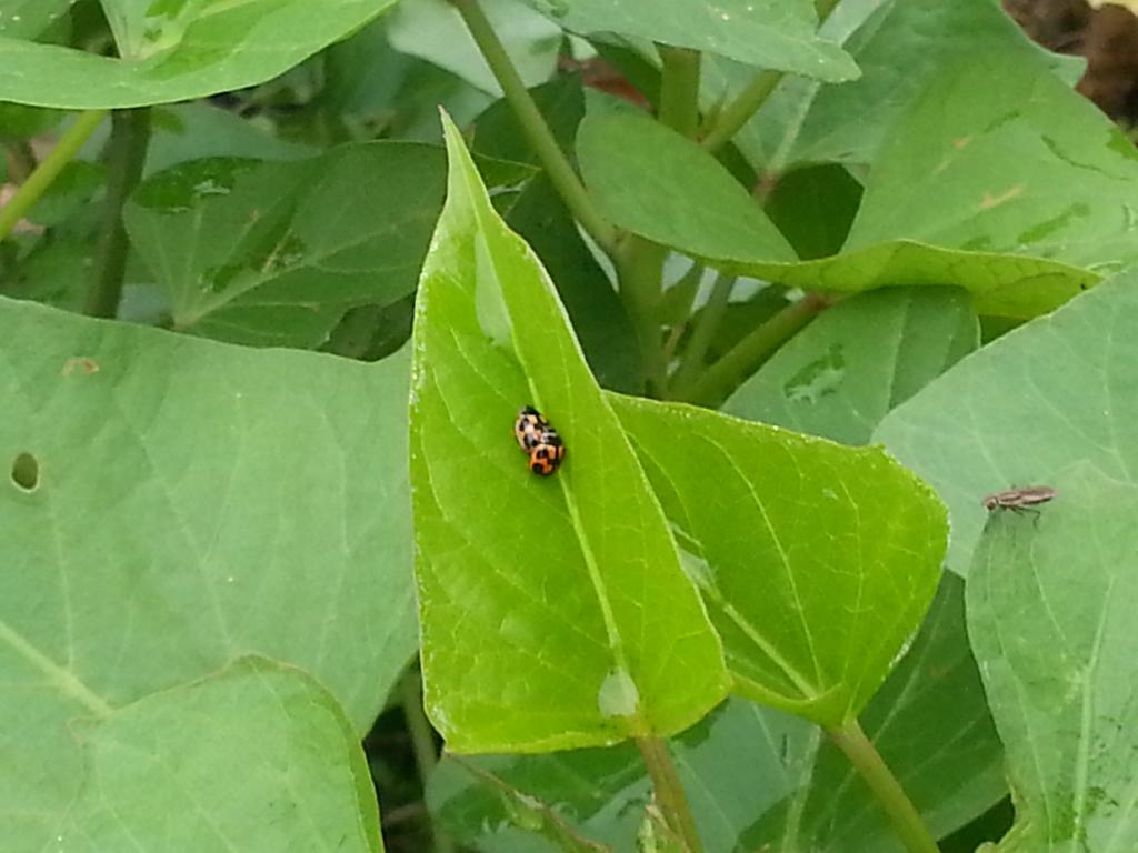 同行之友愛鄰社 2015年3月