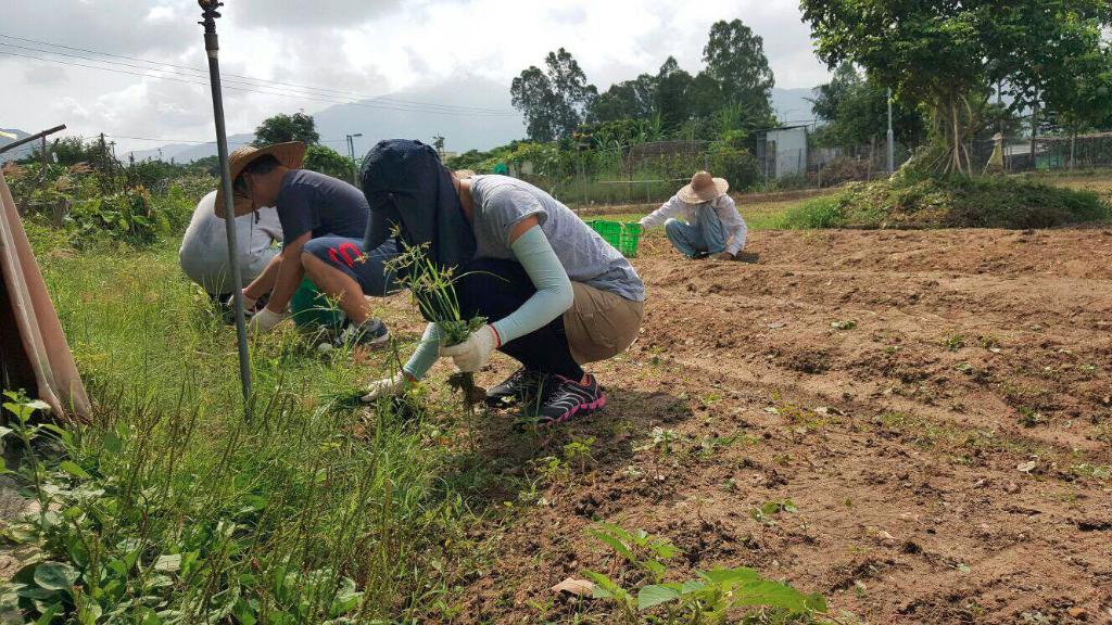創建大同基金義工隊活動(一) -「綠色生活 - 農地體驗」 2016年8月