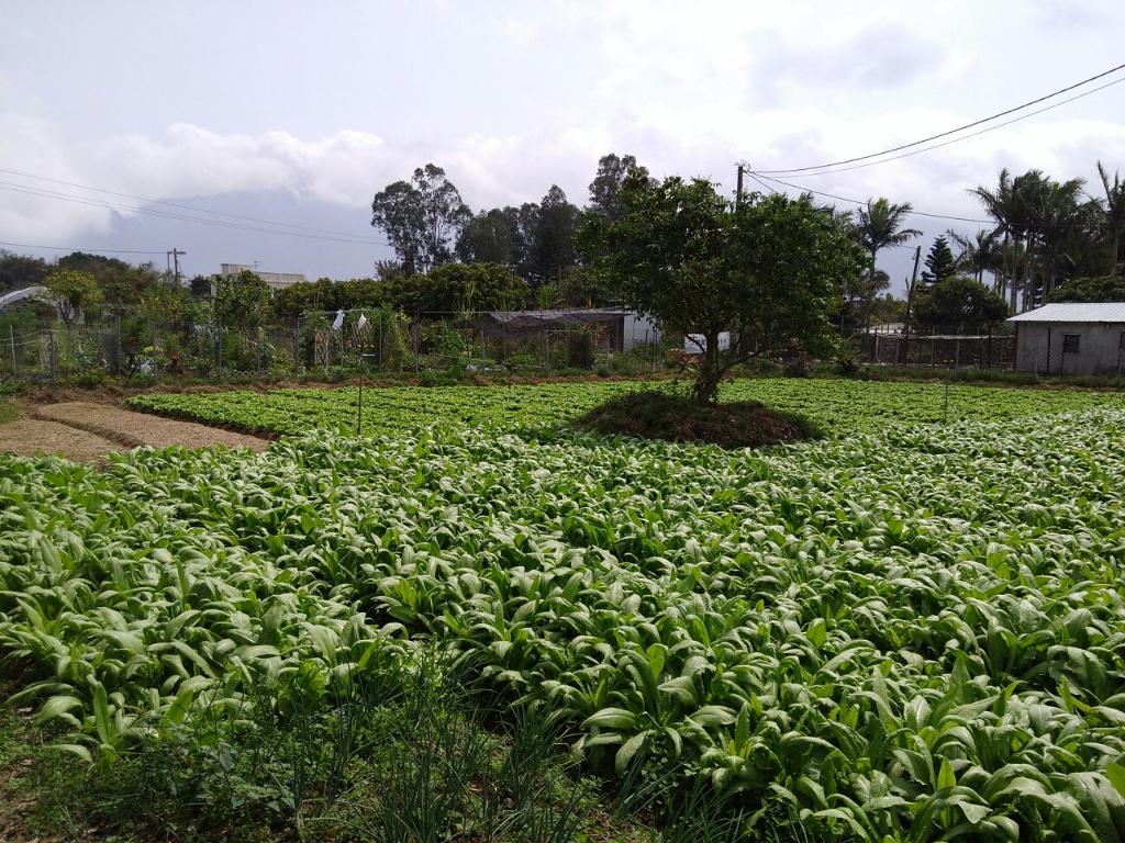 綠色生活 - 農地體驗 2018年3月