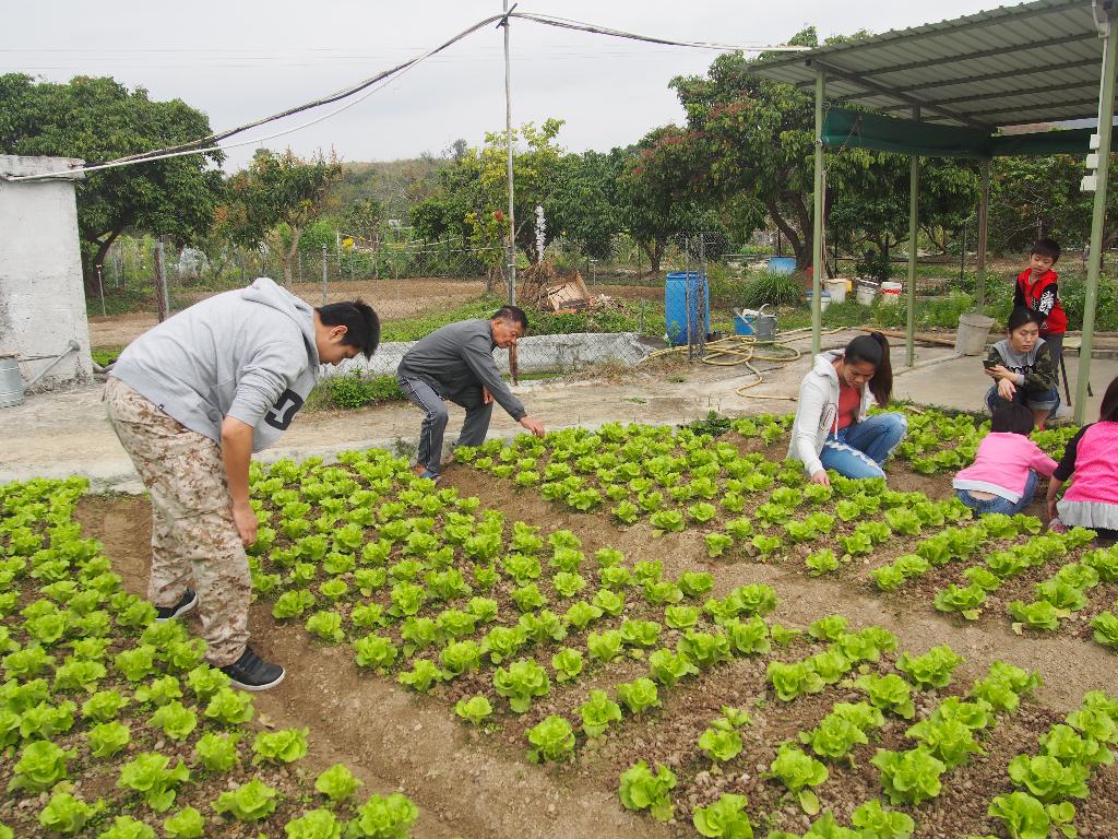綠色生活 - 農地體驗 2017年3月