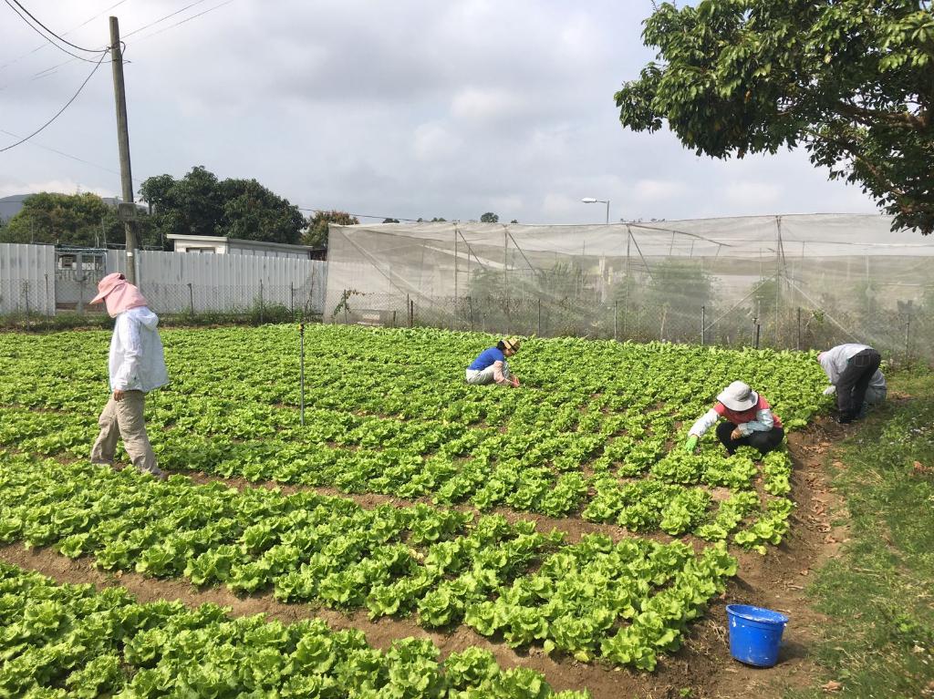 綠色生活 - 農地體驗 2018年3月