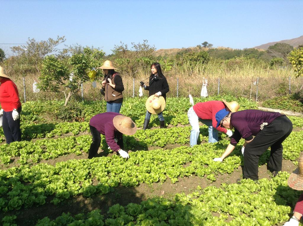 東華三院黃祖棠長者地區中心 2015年1月