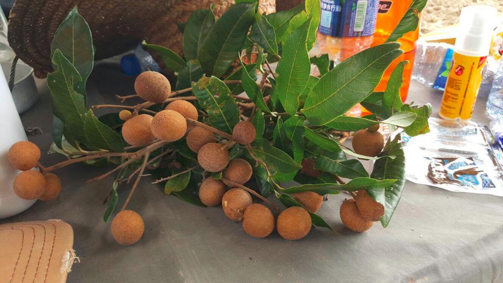 創建大同基金義工隊活動(一) -「綠色生活 - 農地體驗」 2016年8月