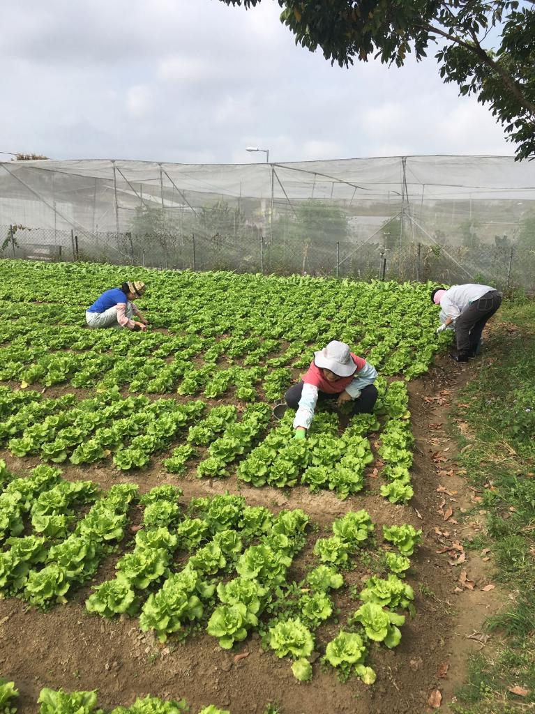 綠色生活 - 農地體驗 2018年3月