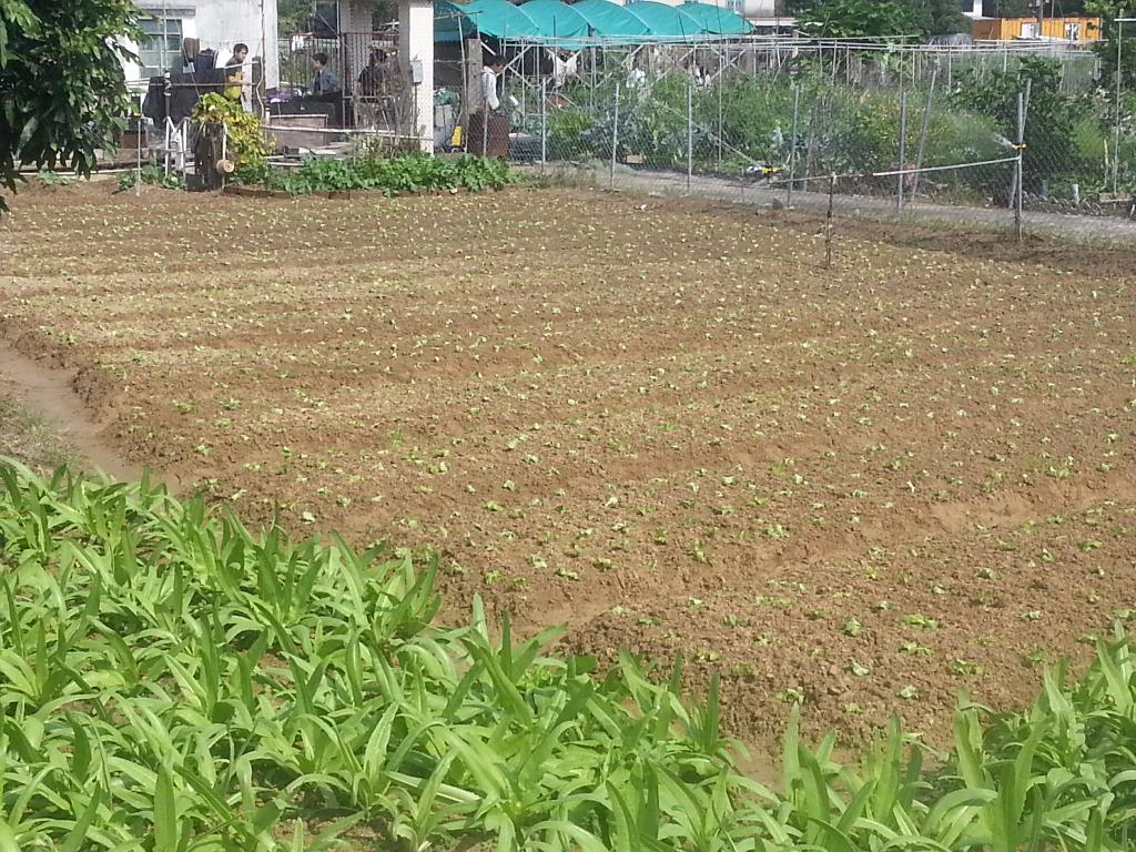 同行之友愛鄰社 2015年12月