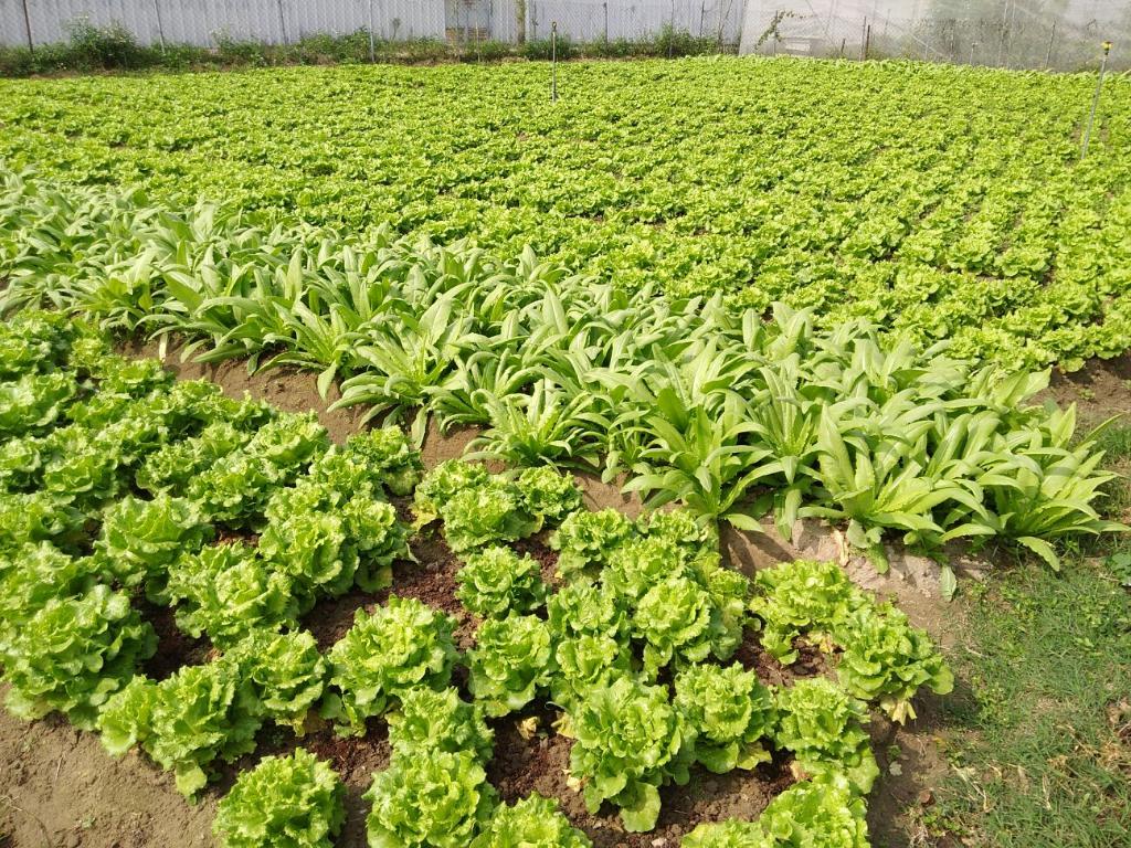 綠色生活 - 農地體驗 2018年3月