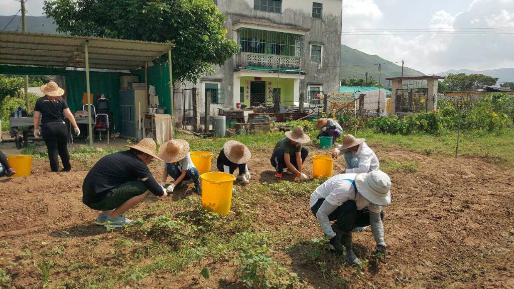 創建大同基金義工隊活動(一) -「綠色生活 - 農地體驗」 2016年8月