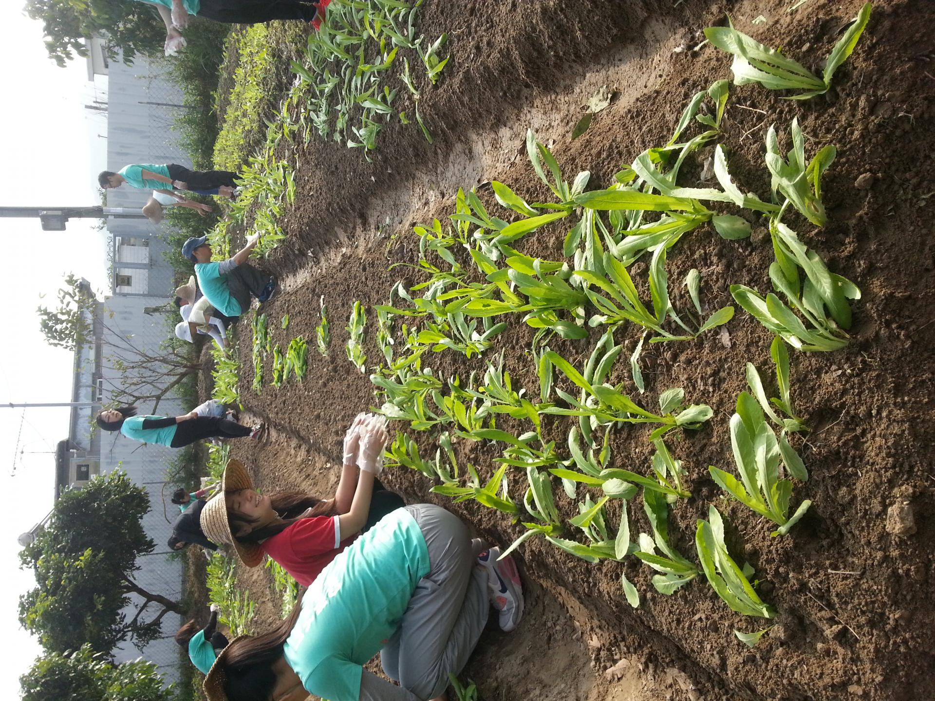 同行之友愛鄰社 2016年1月