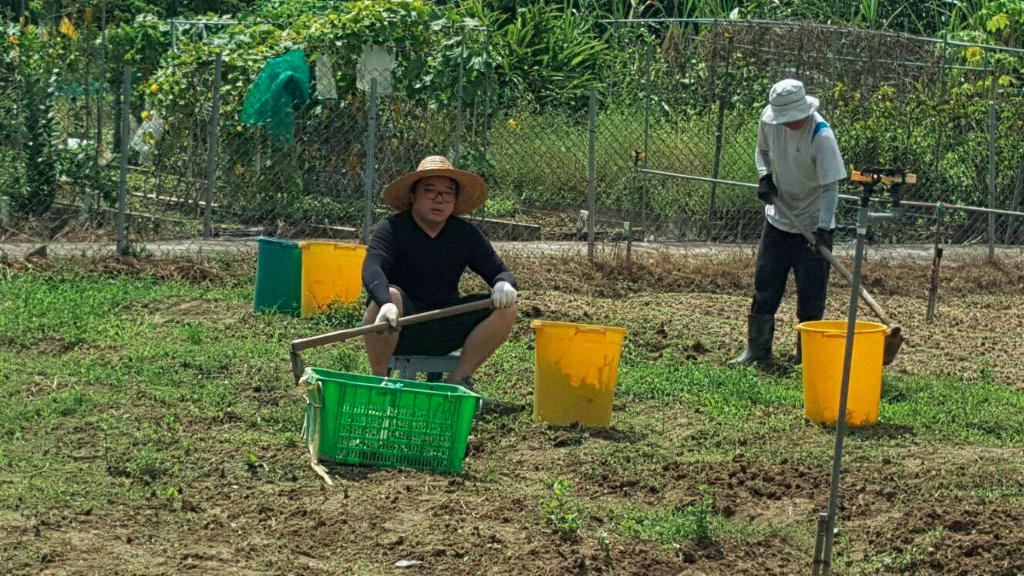 創建大同基金義工隊活動(一) -「綠色生活 - 農地體驗」 2016年8月