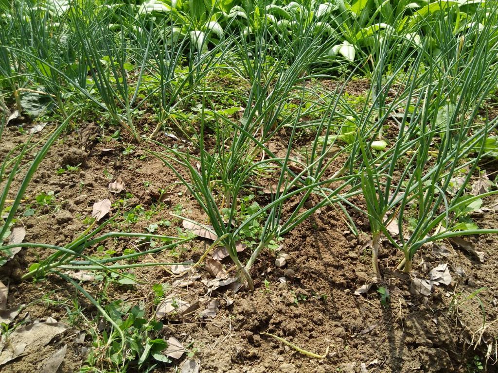 綠色生活 - 農地體驗 2018年3月