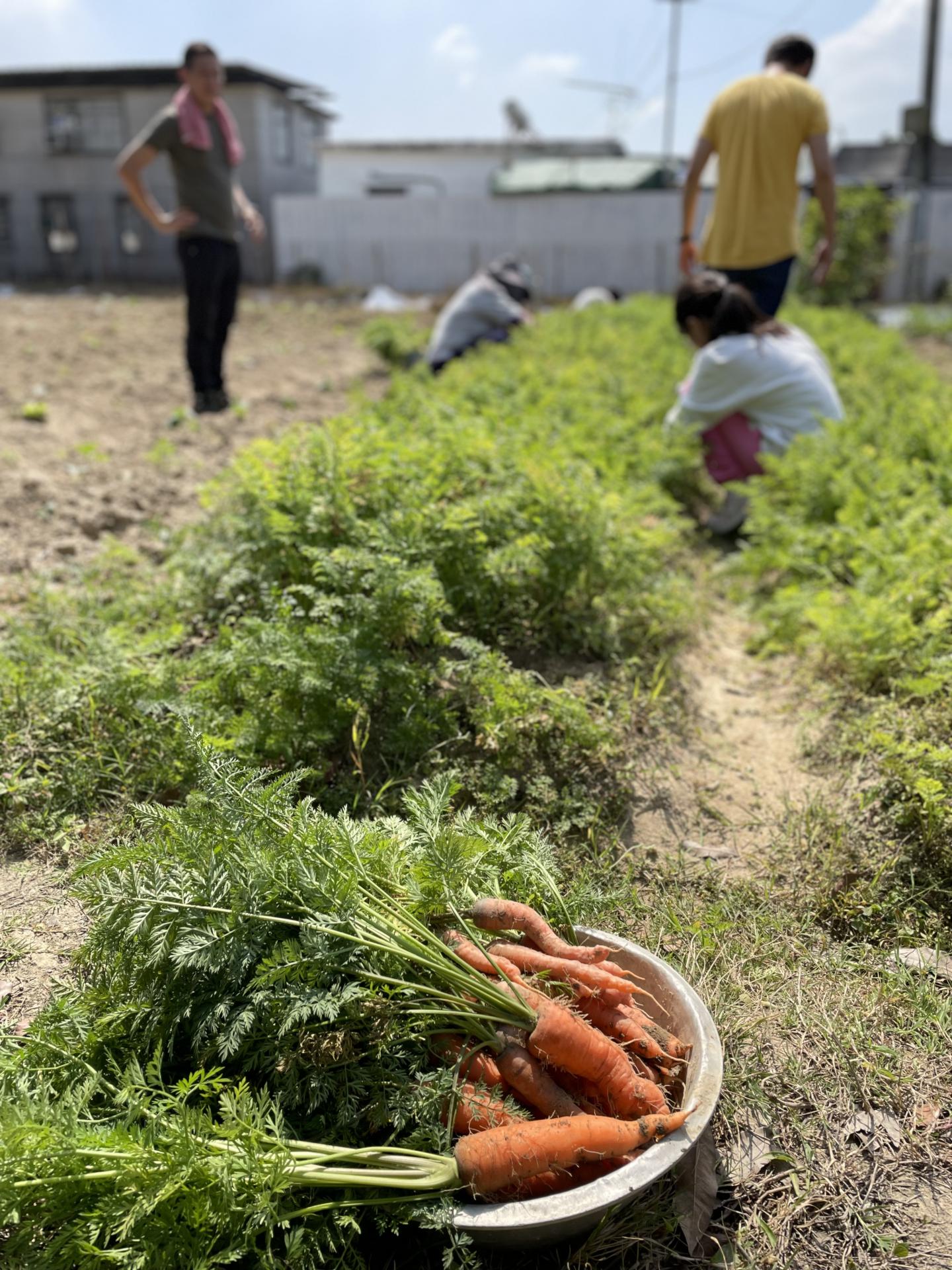 農場收成 2022年