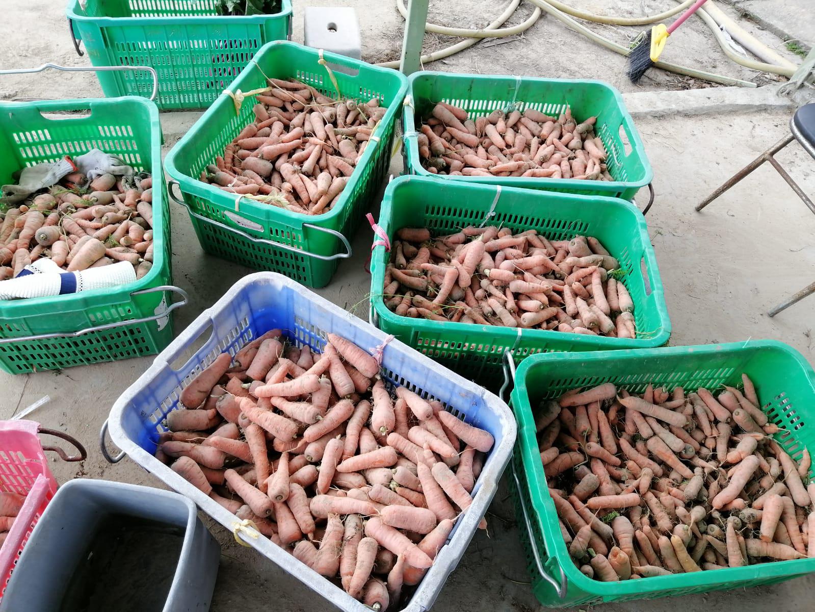 農場收成 2022年