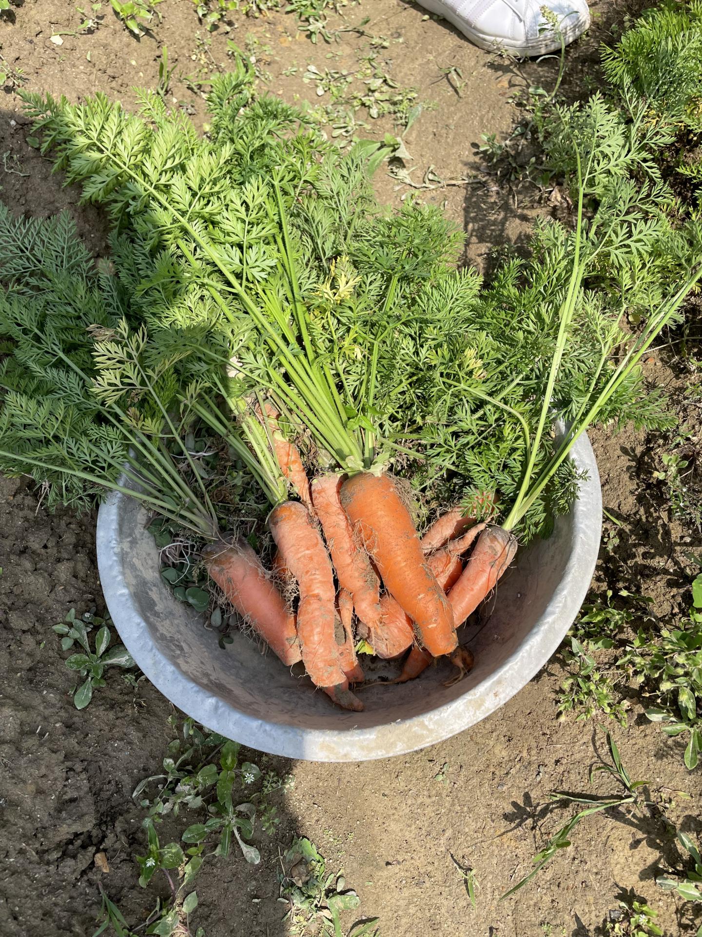 農場收成 2022年