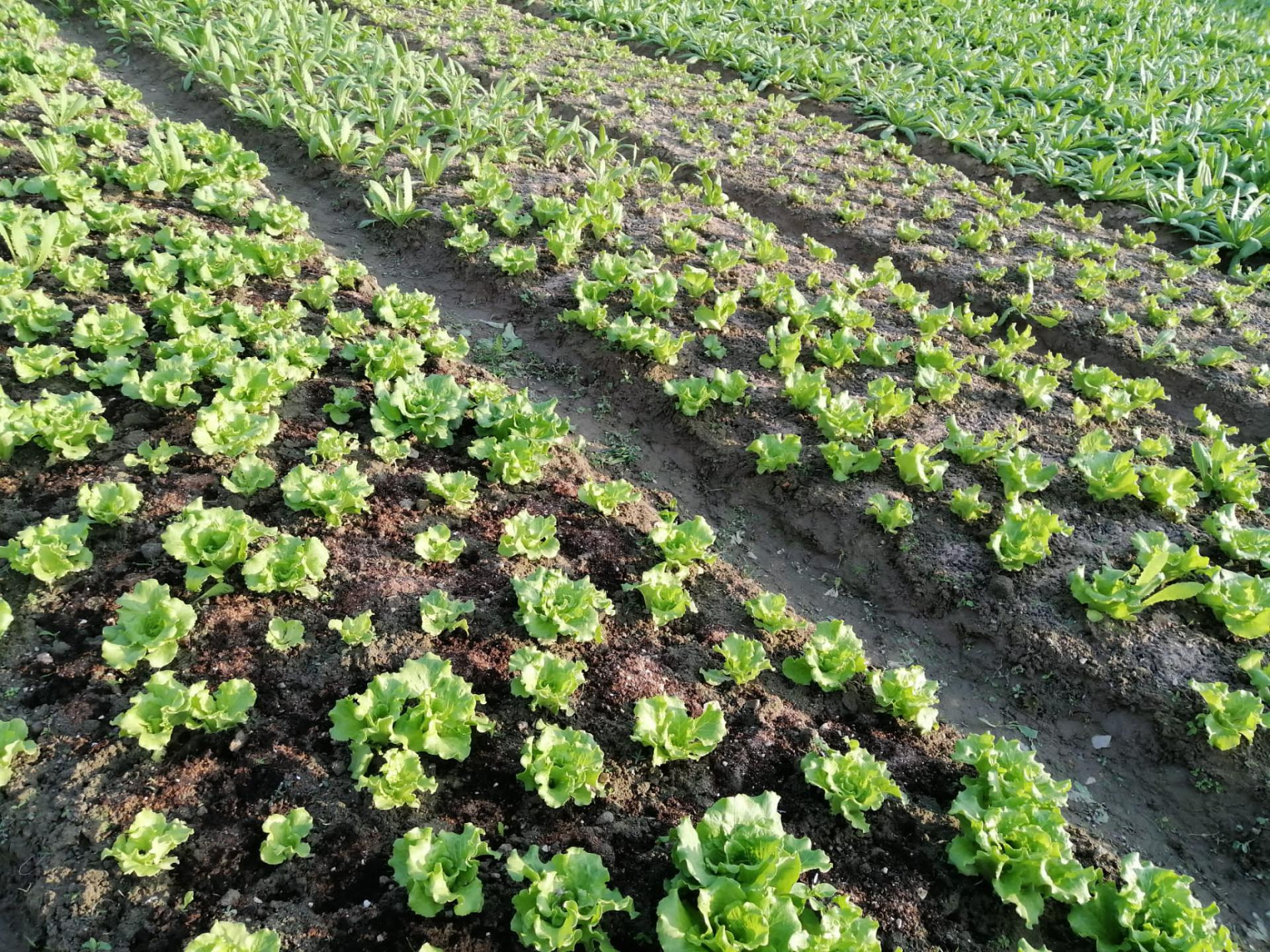 農場收成 2022年