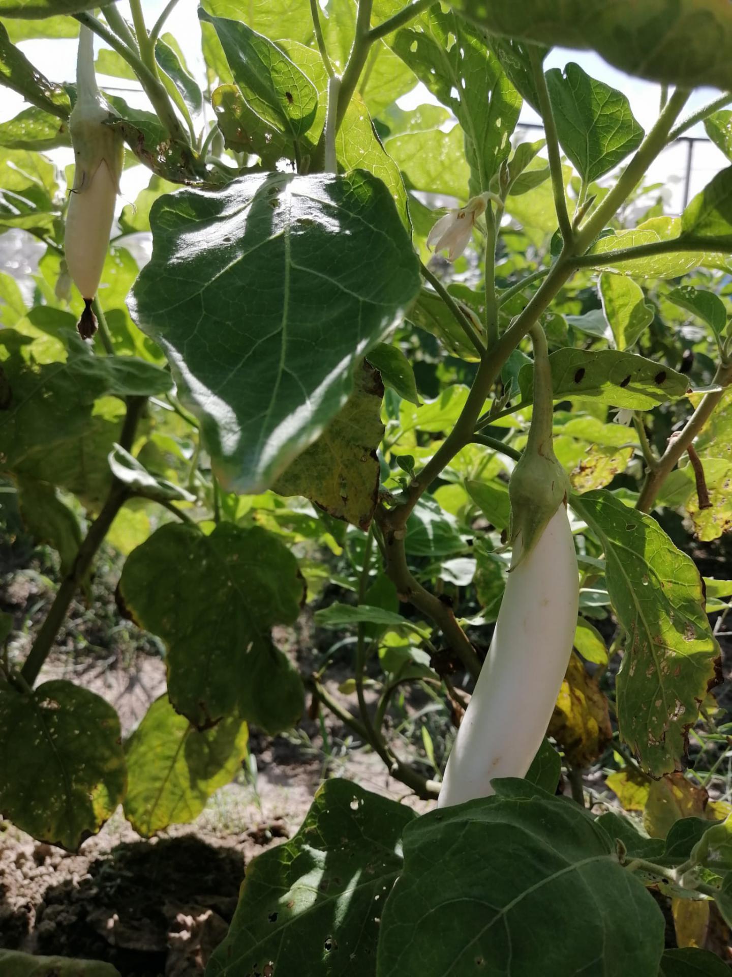 農場收成 2022年