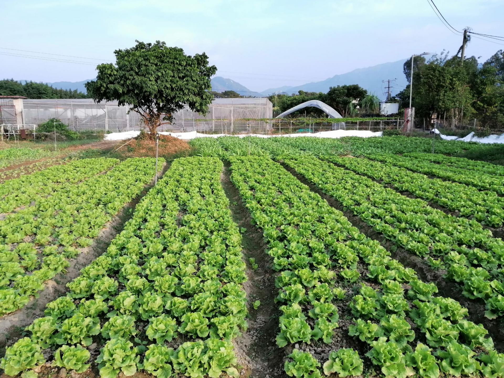 農場收成 2022年