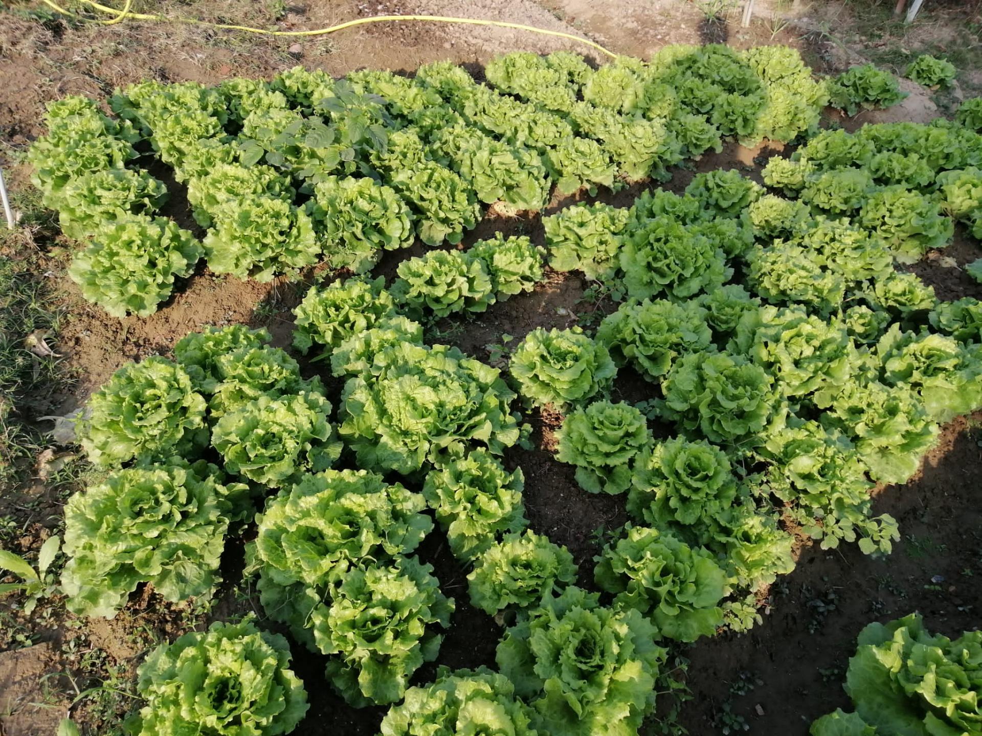 農場收成 2022年