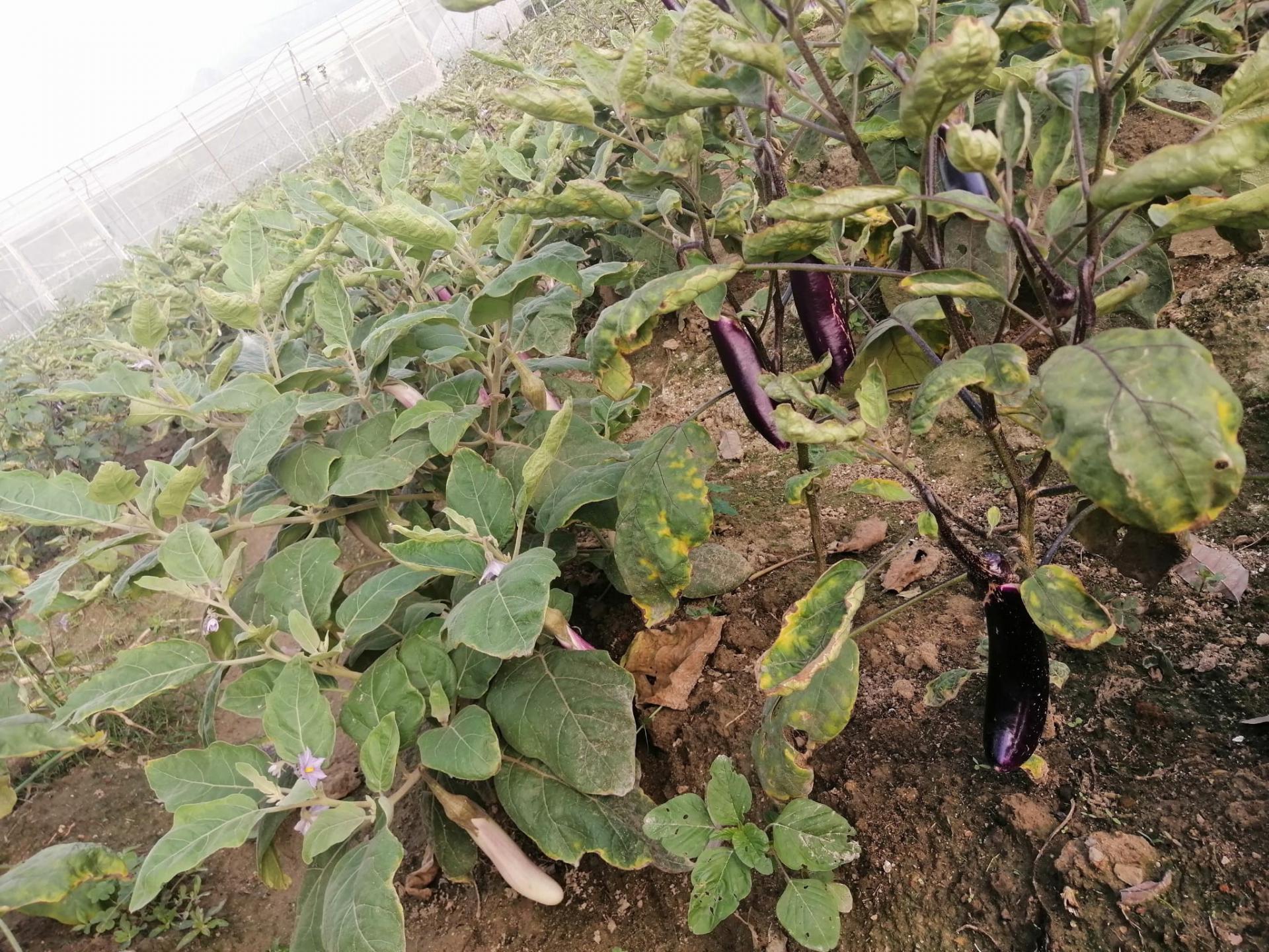 農場收成 2022年